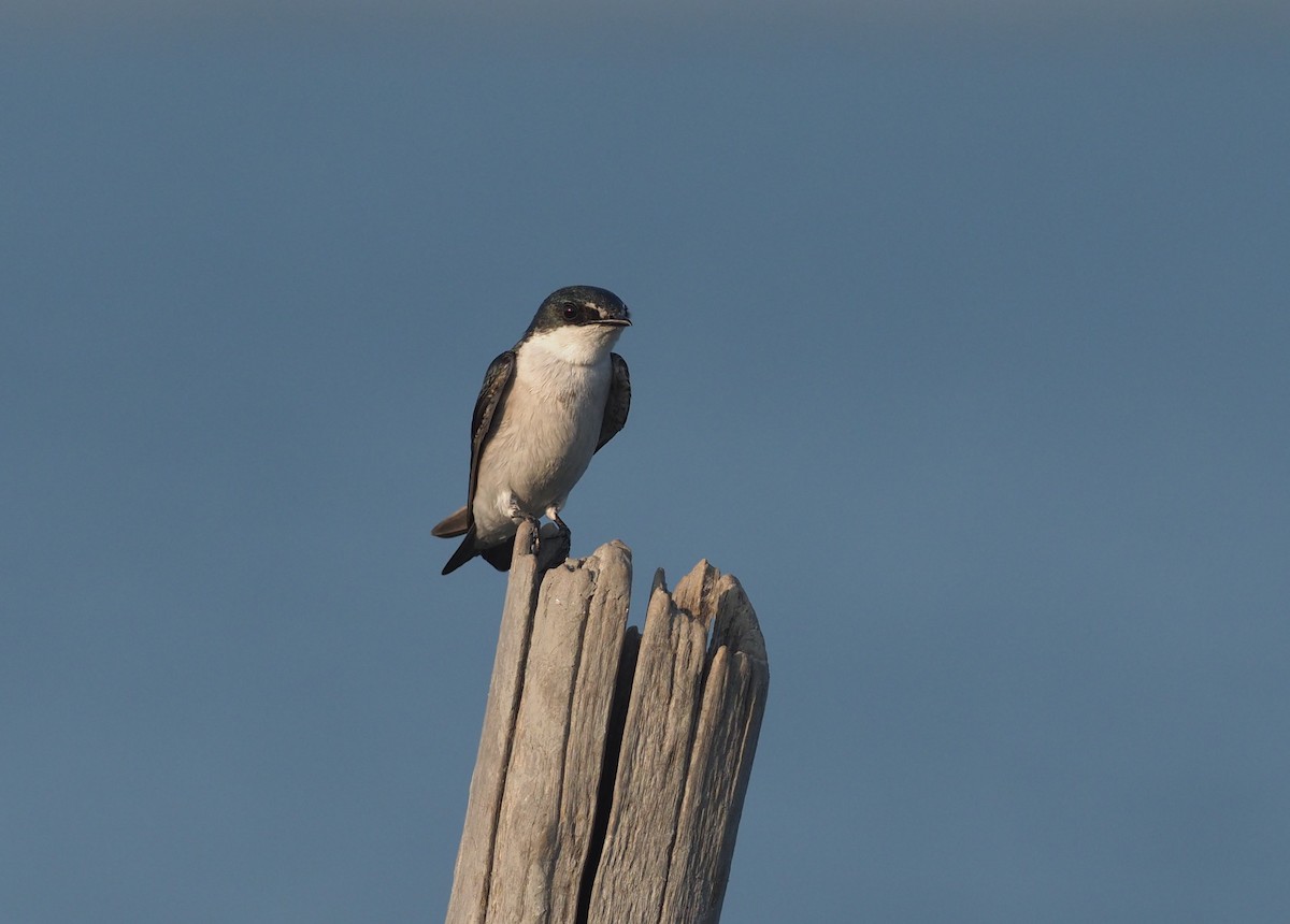 Mangrove Swallow - ML647409481