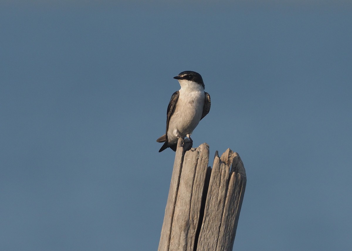 Mangrove Swallow - ML647409482