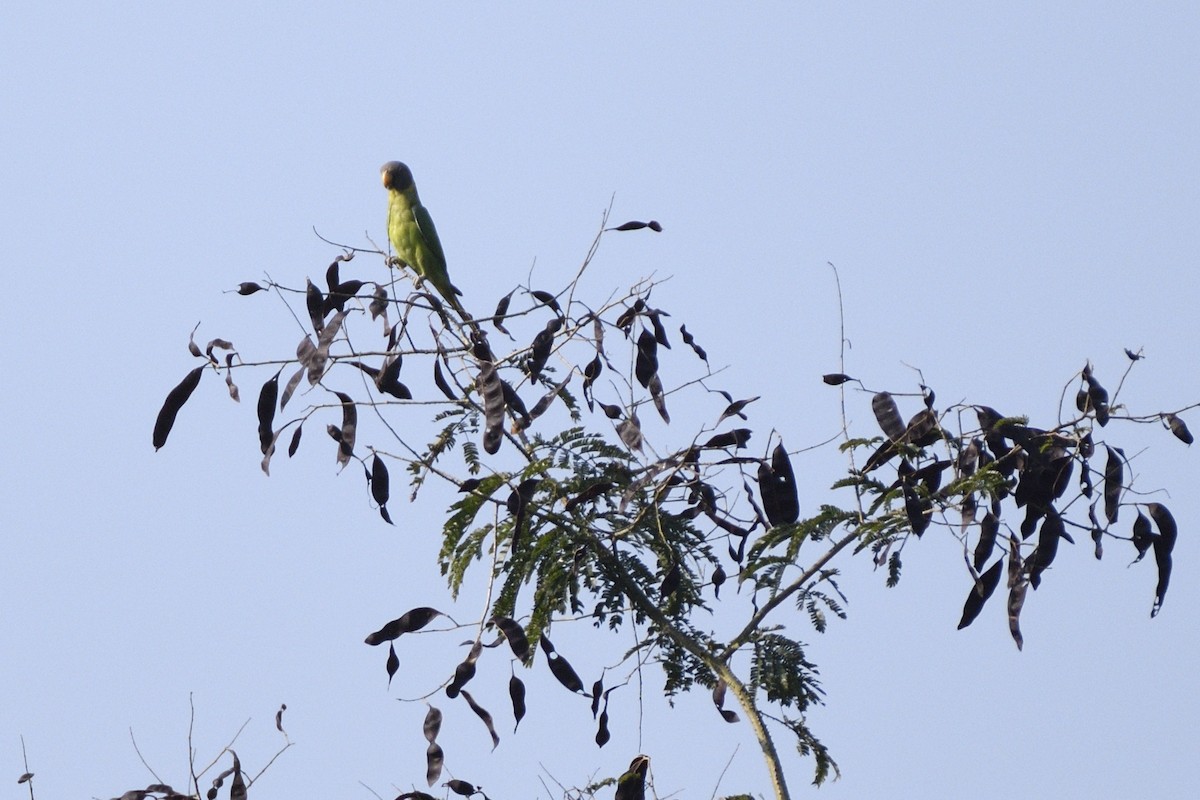 plommehodeparakitt - ML647409486