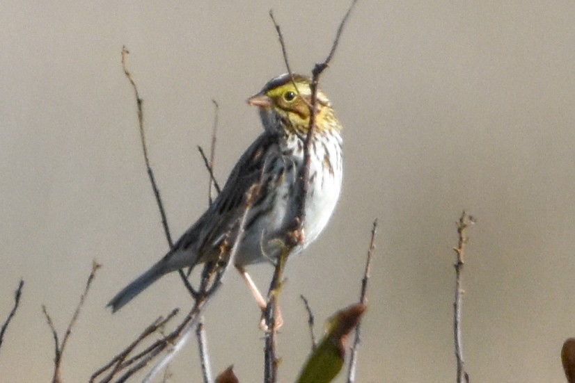 strnadec luční - ML647409495