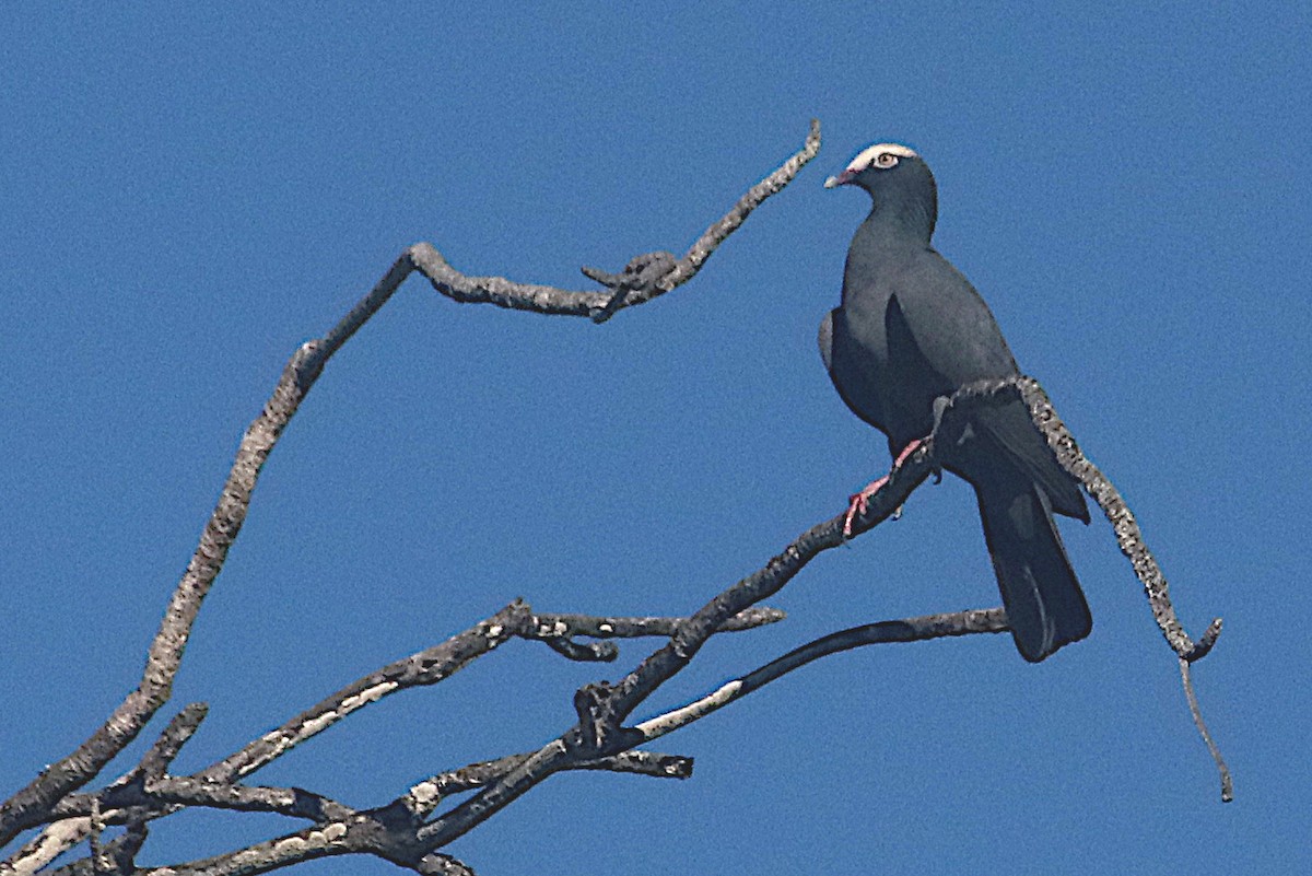 holub antilský - ML647409496