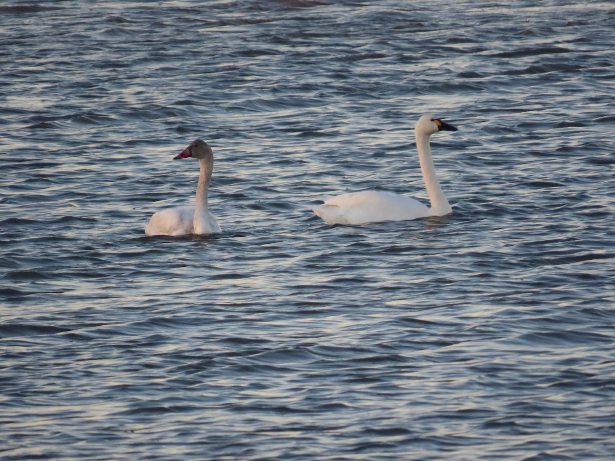 コハクチョウ - ML647409503