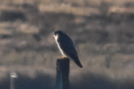 sokol stěhovavý - ML647409532