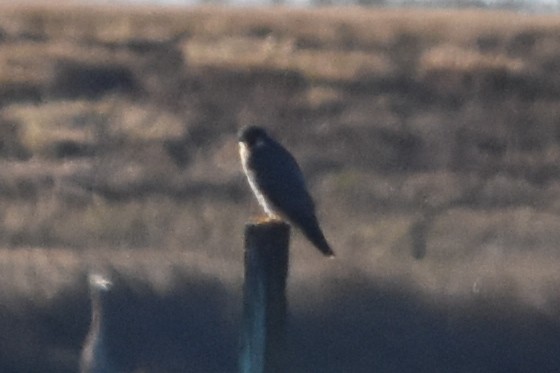 sokol stěhovavý - ML647409533