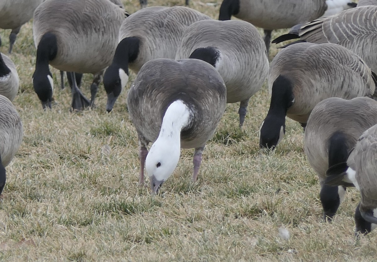 Гуска біла - ML647409540