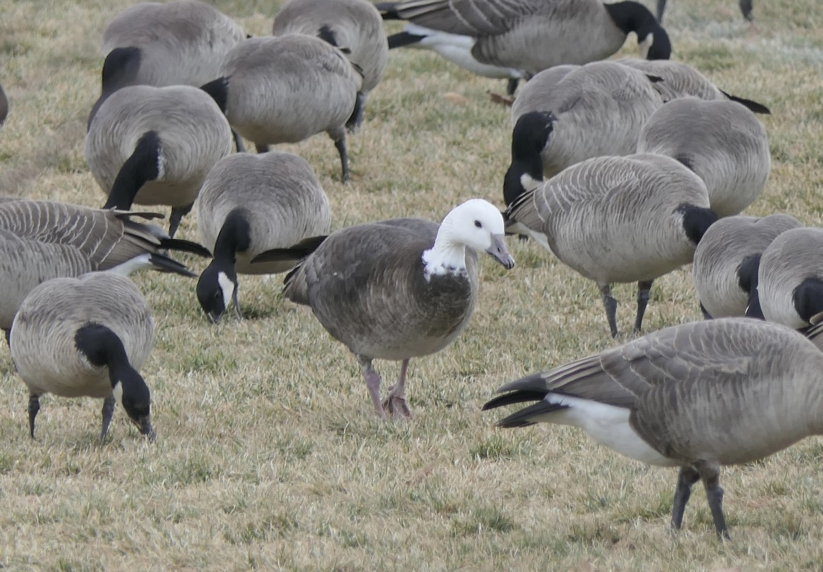 Гуска біла - ML647409541