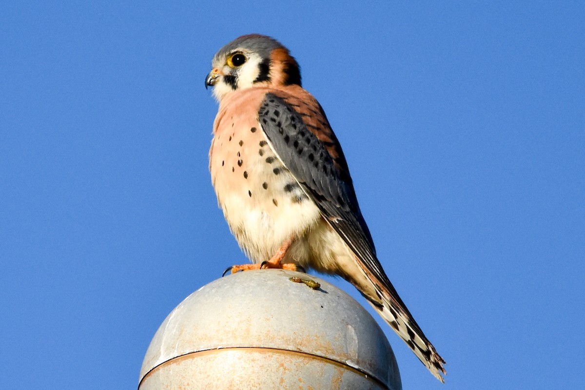 poštolka pestrá - ML647409542