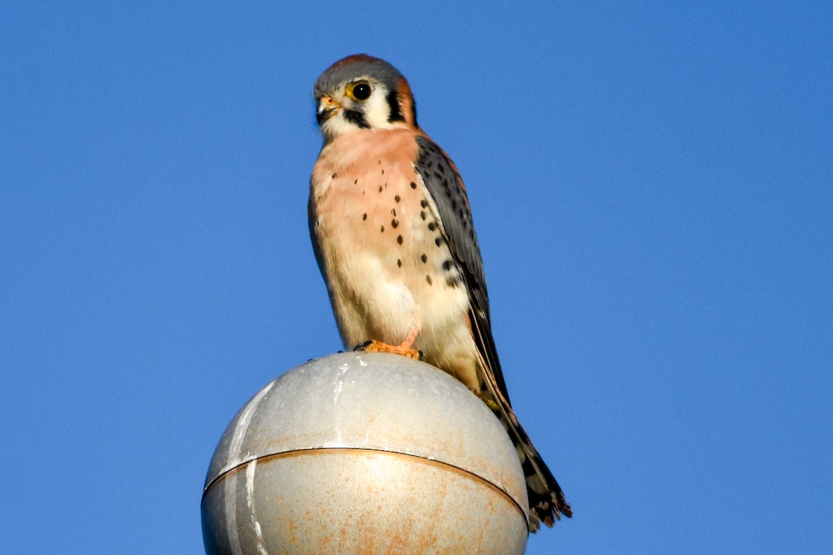 poštolka pestrá - ML647409543