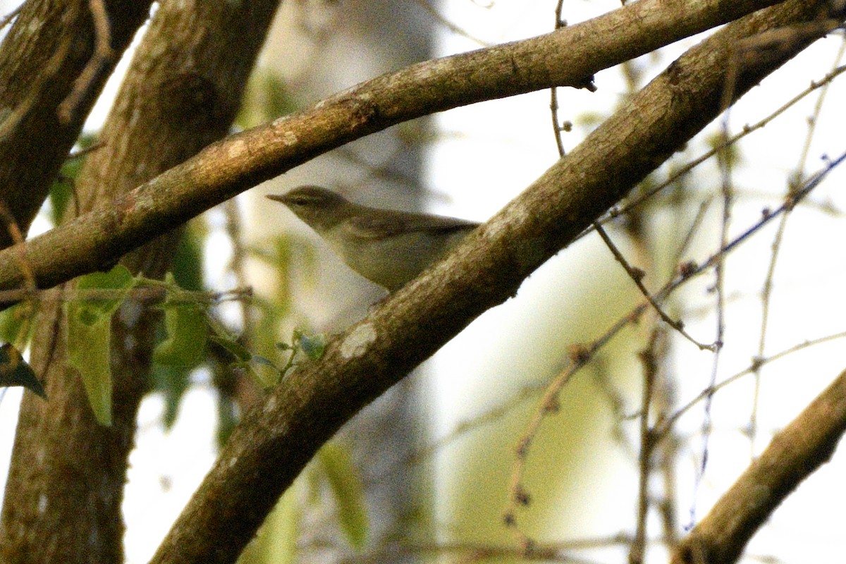 budníček zelený - ML647409544