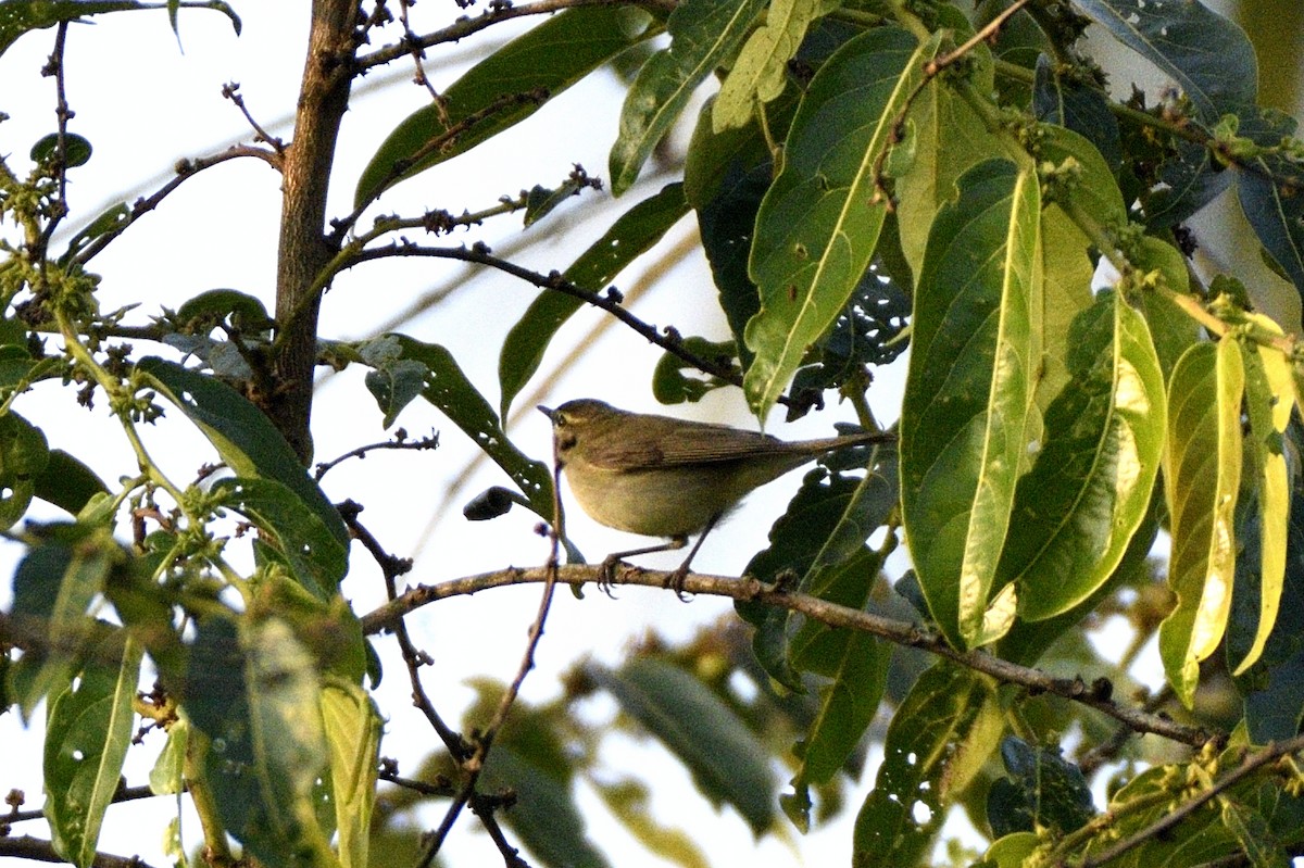 budníček zelený - ML647409545