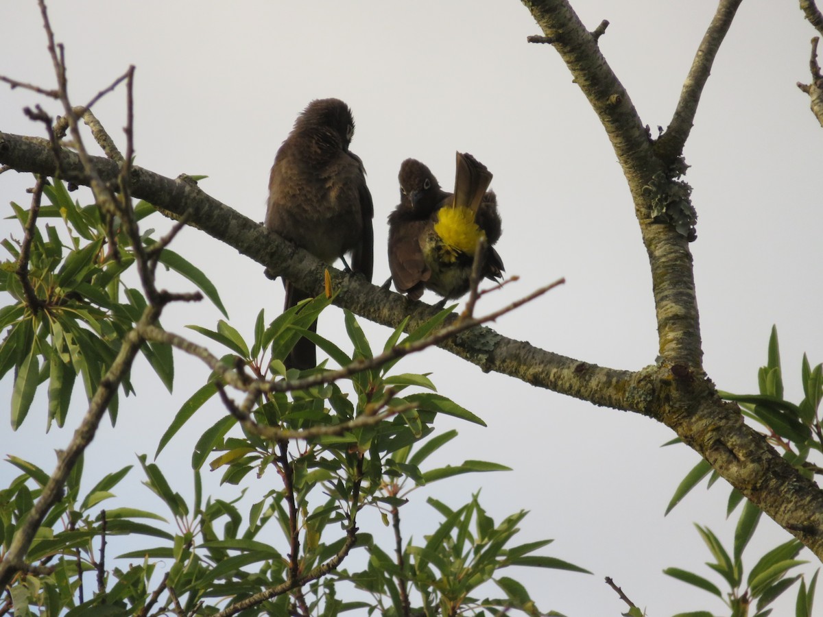 Cape Bulbul - ML647409553