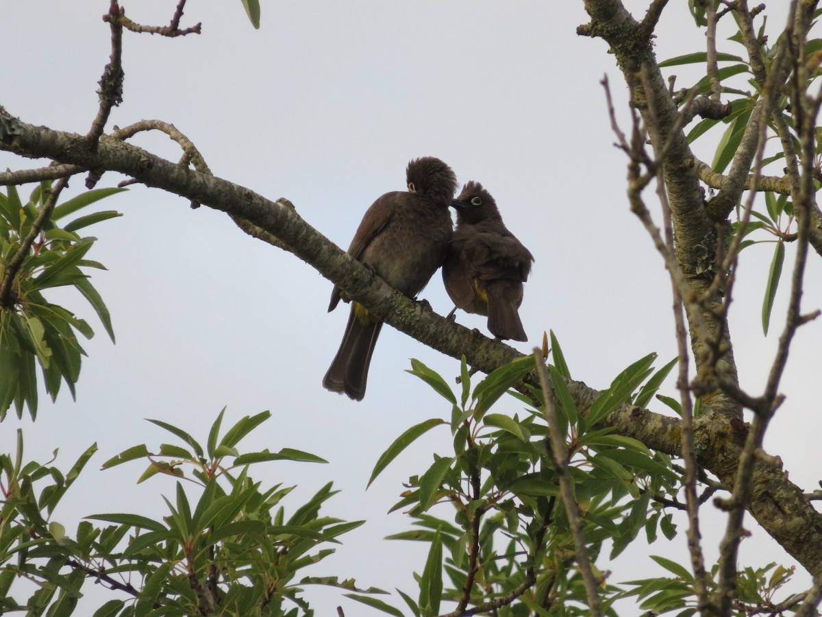 Cape Bulbul - ML647409554