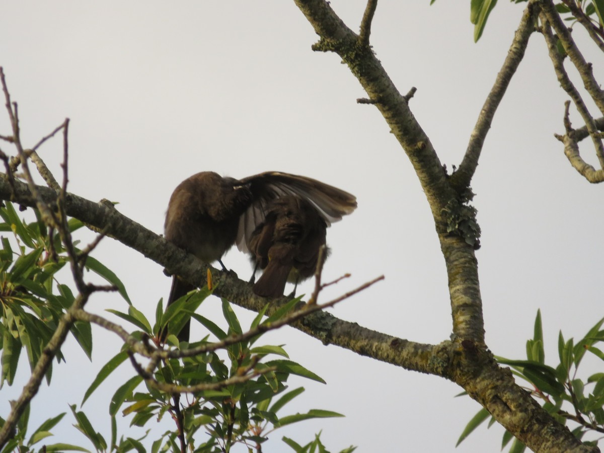 Cape Bulbul - ML647409555