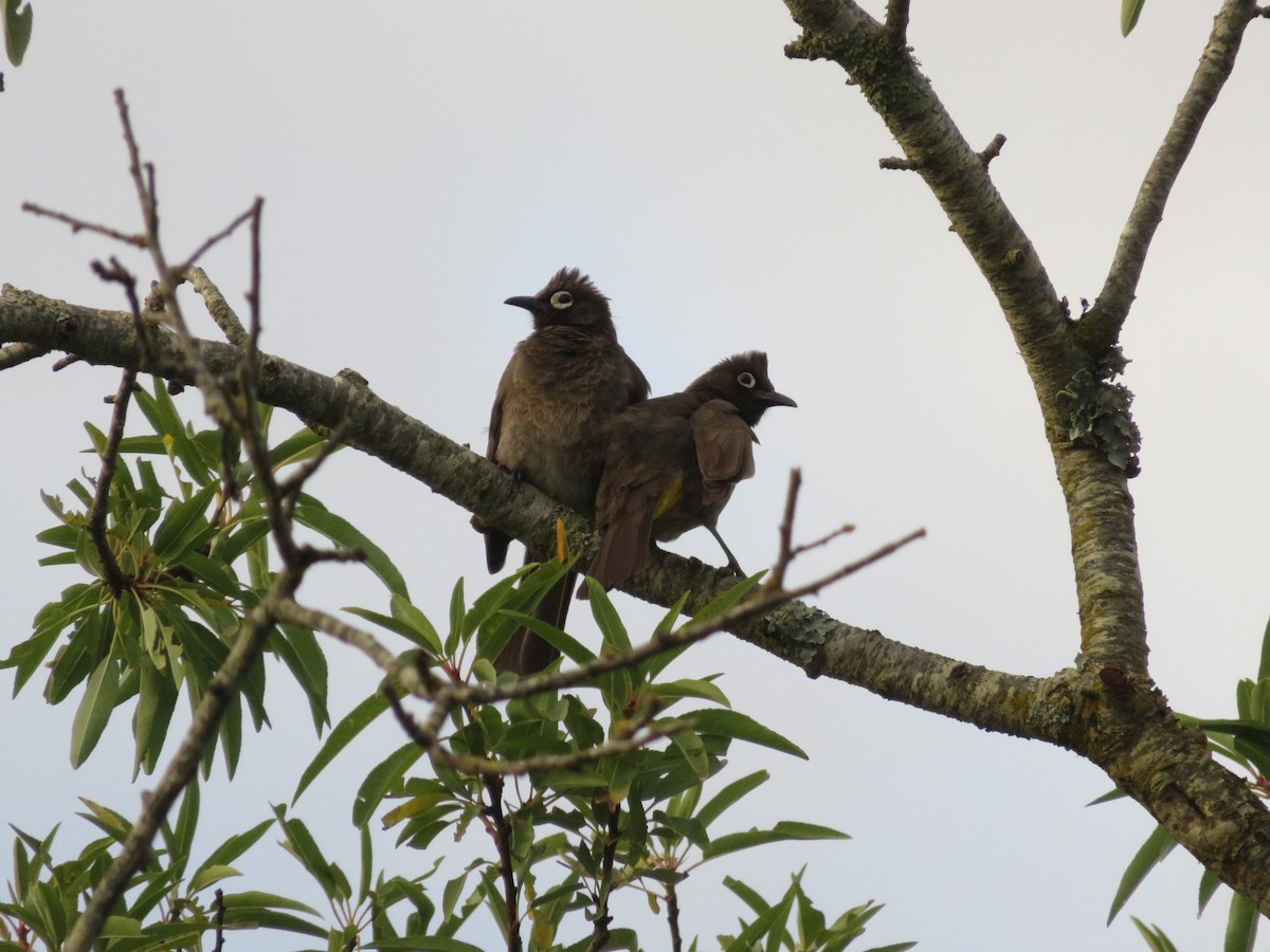 Cape Bulbul - ML647409556