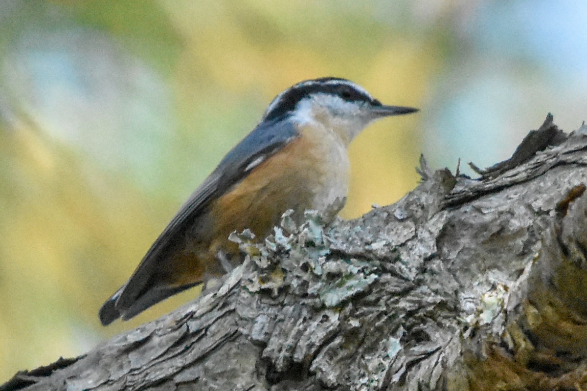 brhlík americký - ML647409558