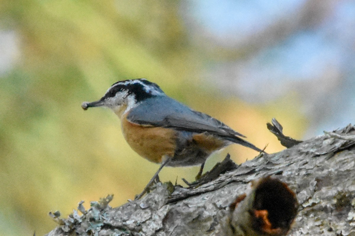 brhlík americký - ML647409559