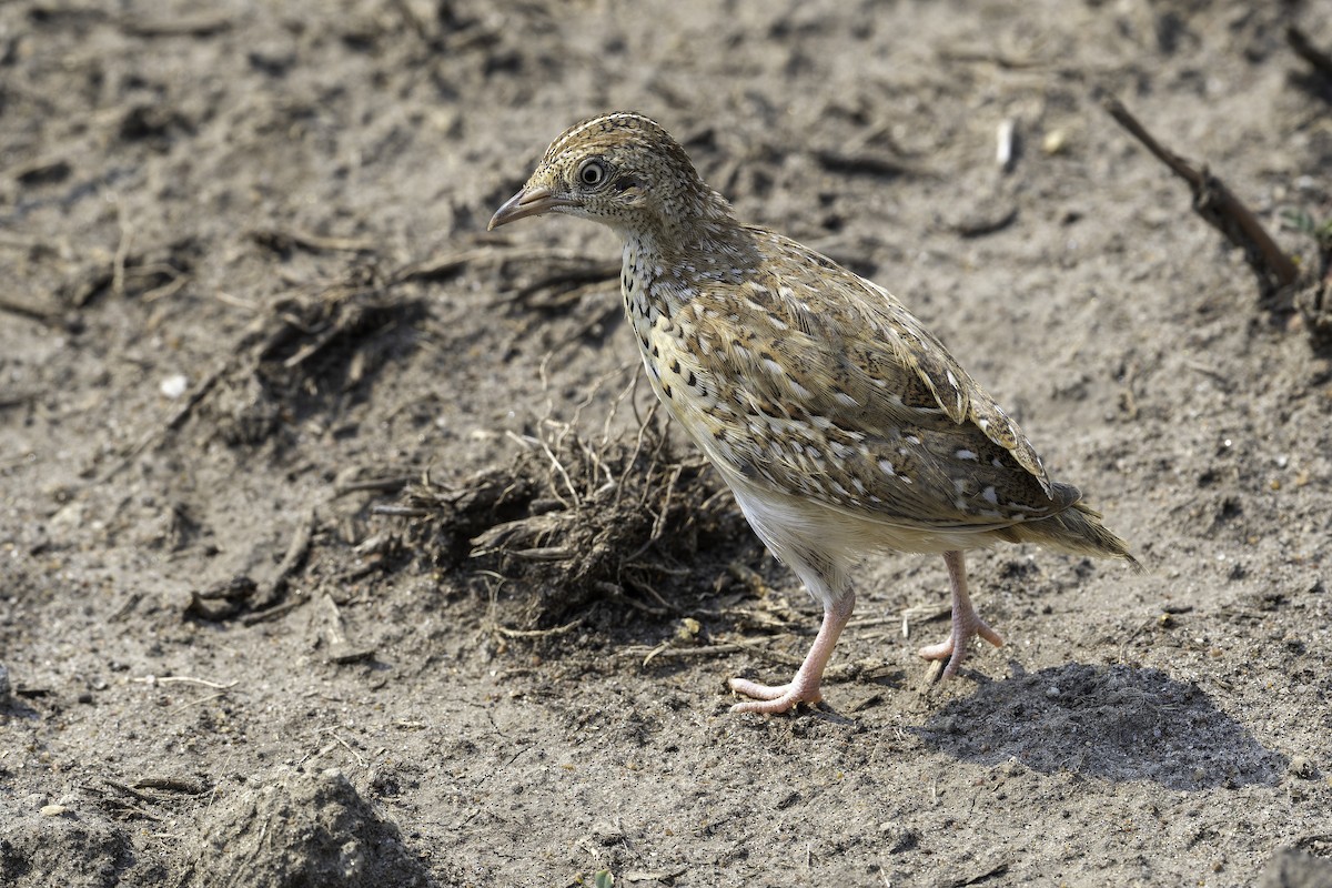 springvaktel - ML647409561