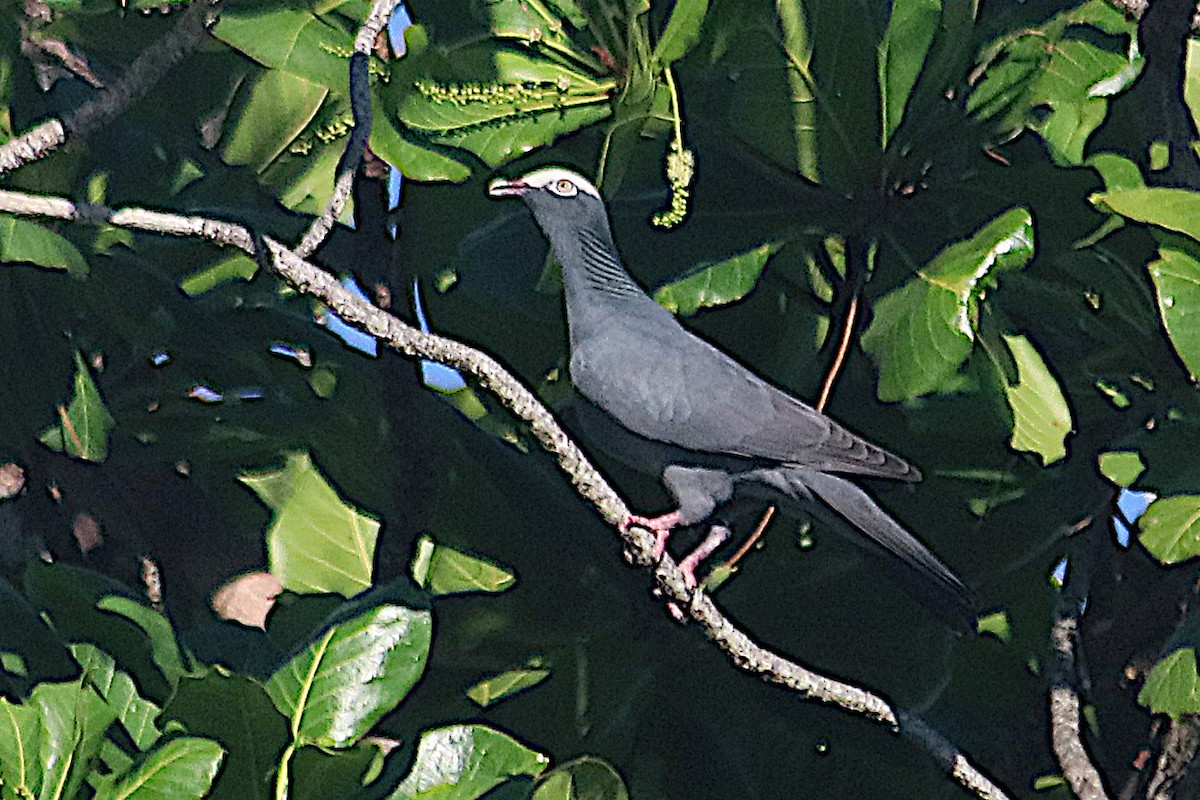 holub antilský - ML647409570