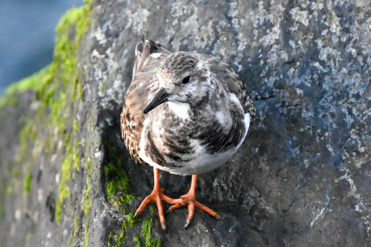 kamenáček pestrý - ML647409577