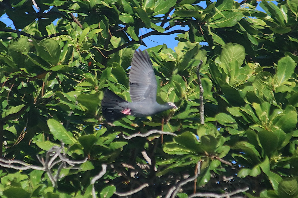 holub antilský - ML647409597