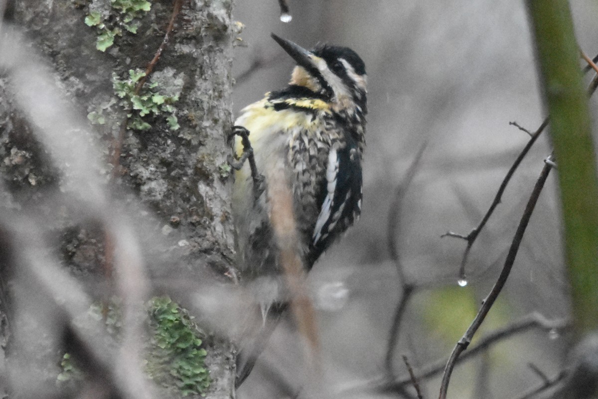 datel rudohrdlý - ML647409610