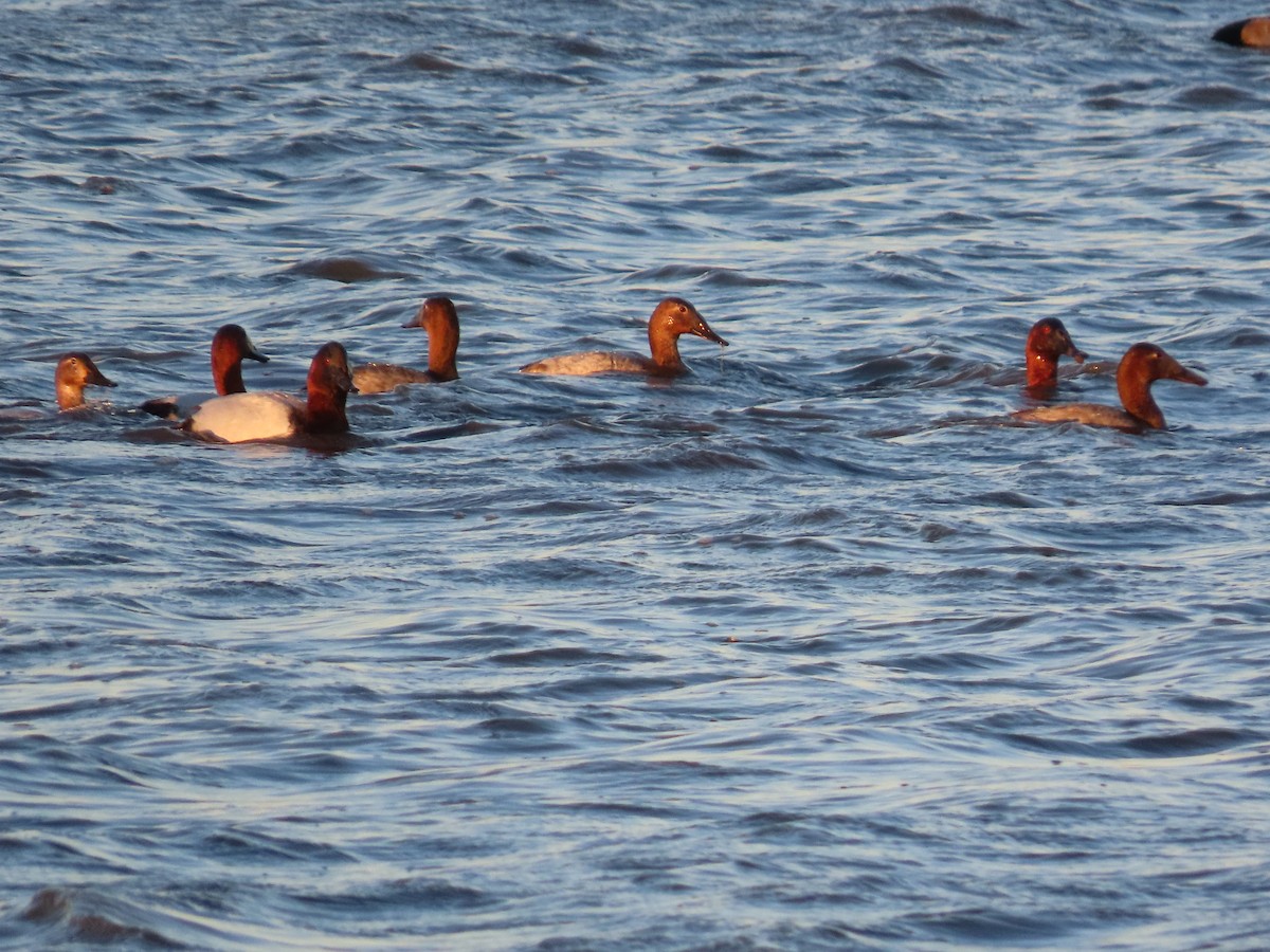 オオホシハジロ - ML647409612