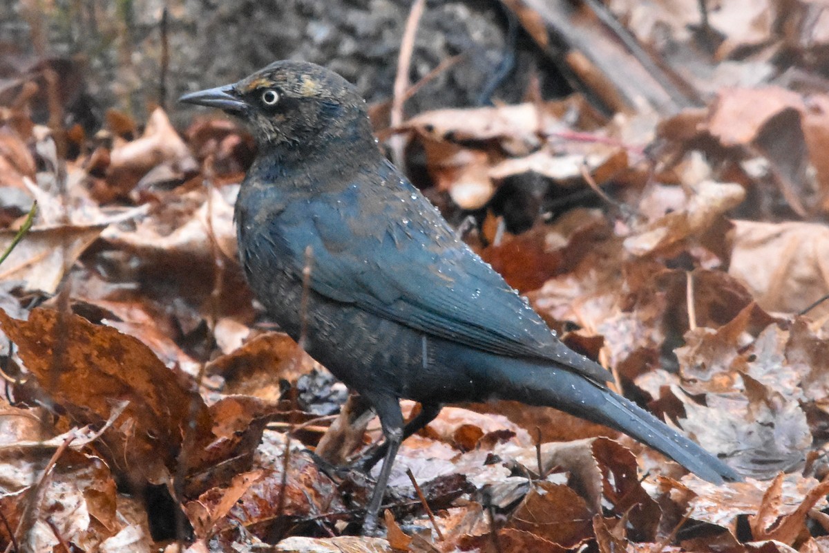 Rusty Blackbird - ML647409613