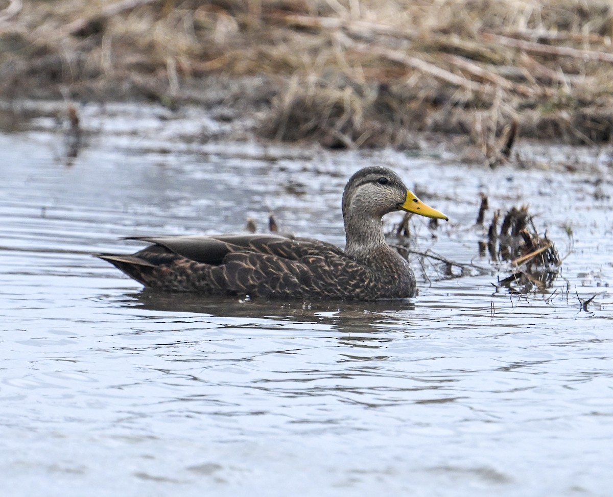 Ahate iluna - ML647409615