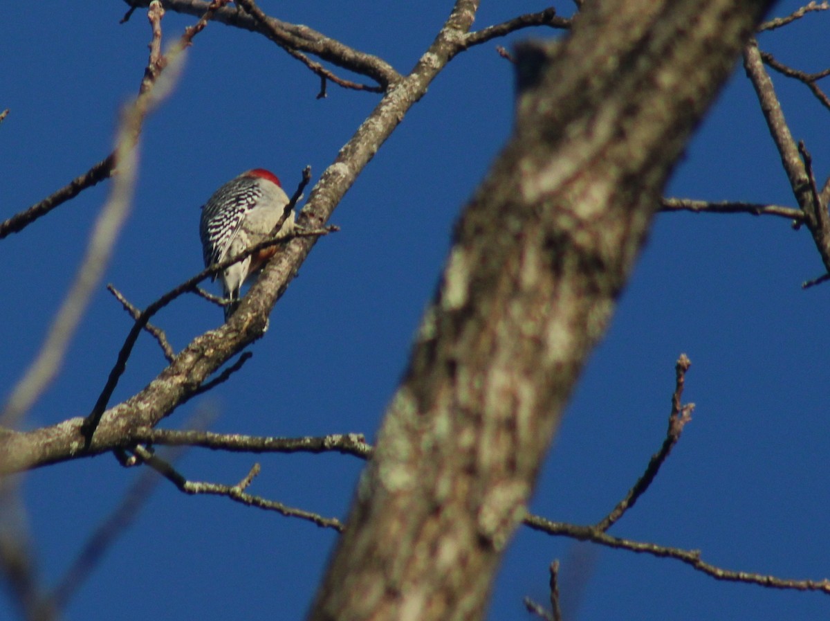 Red-bellied Woodpecker - ML647409619