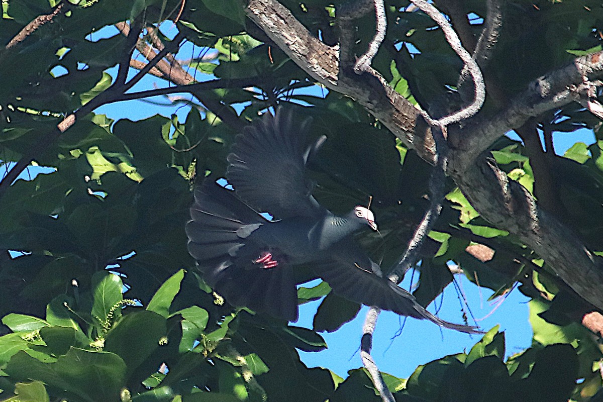 holub antilský - ML647409620