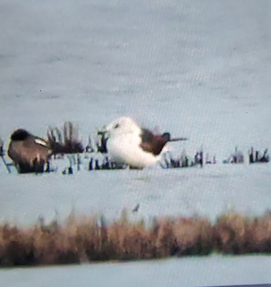 Kaio iluna - ML647409624