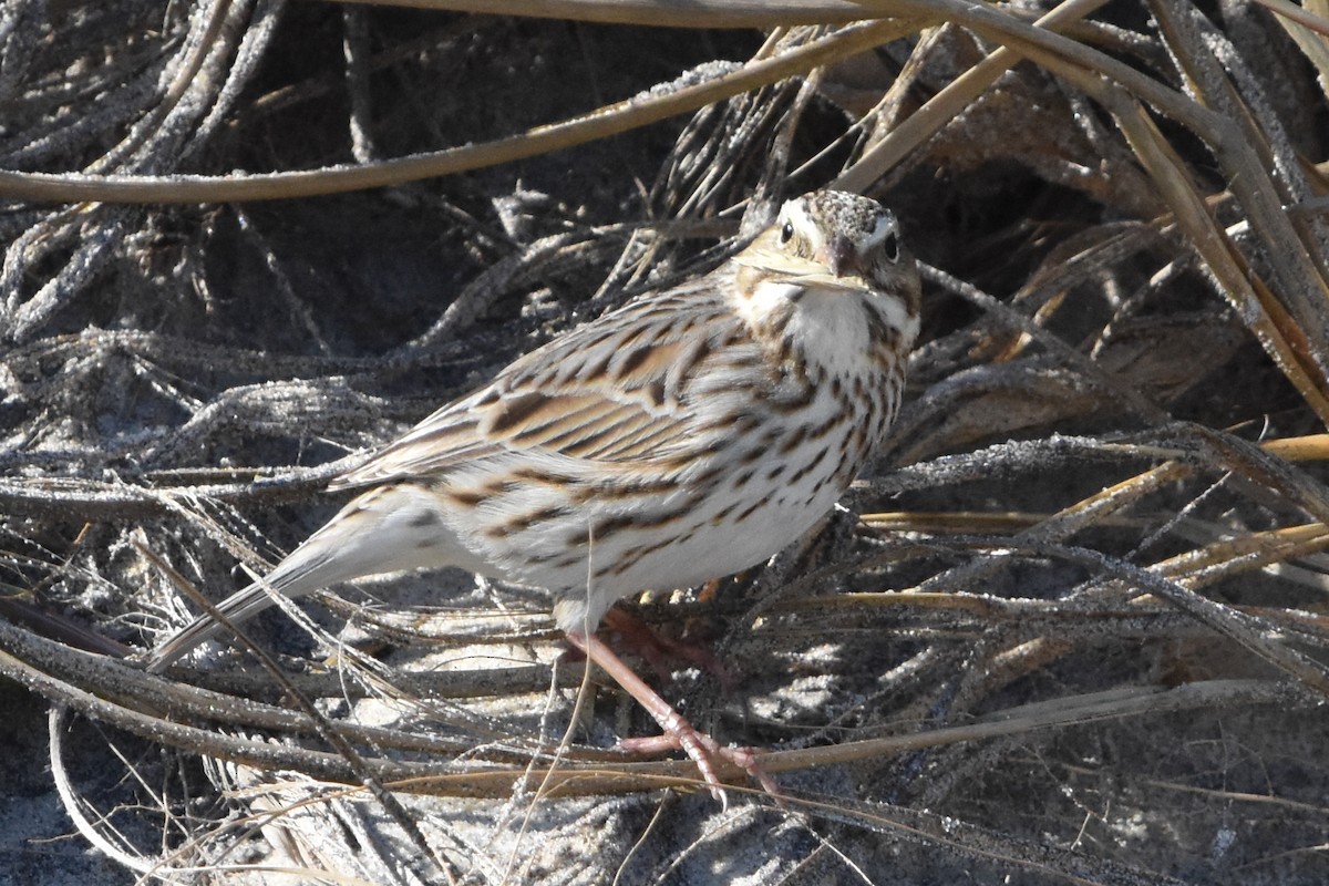 strnadec luční - ML647409632