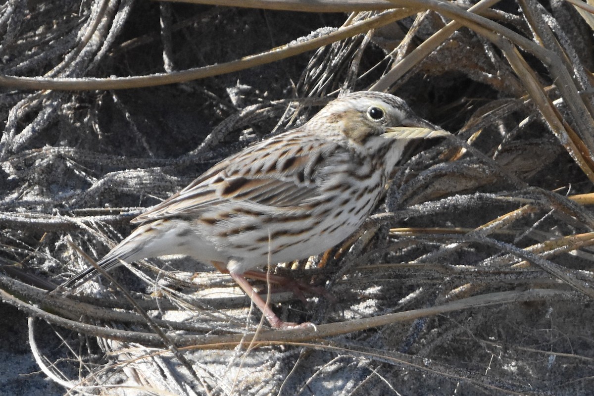 strnadec luční - ML647409633