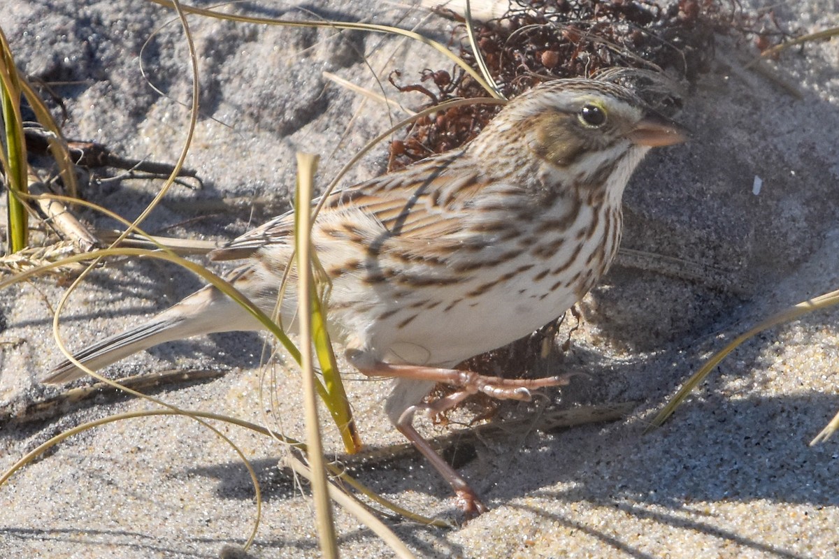 strnadec luční - ML647409634