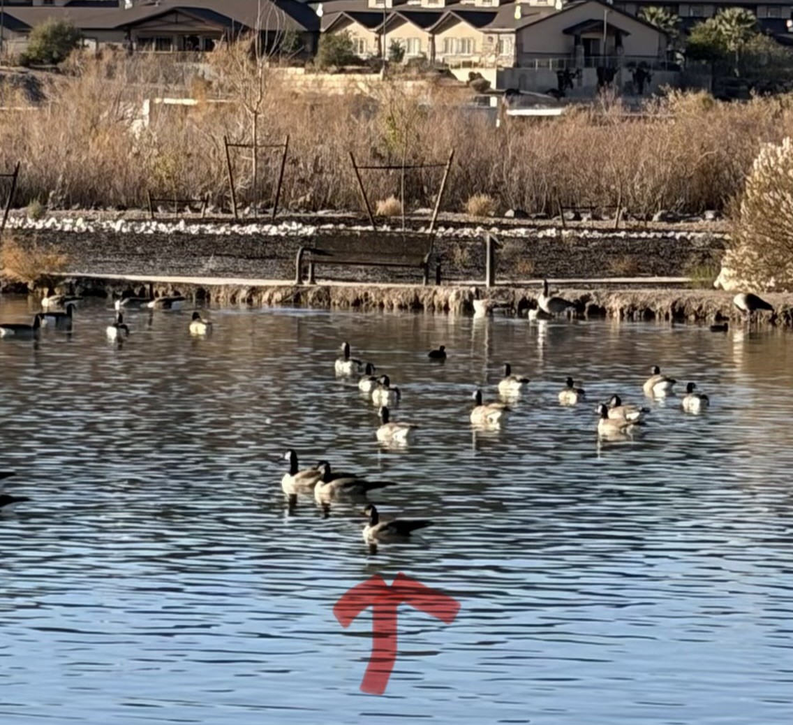 小加拿大雁 - ML647409686