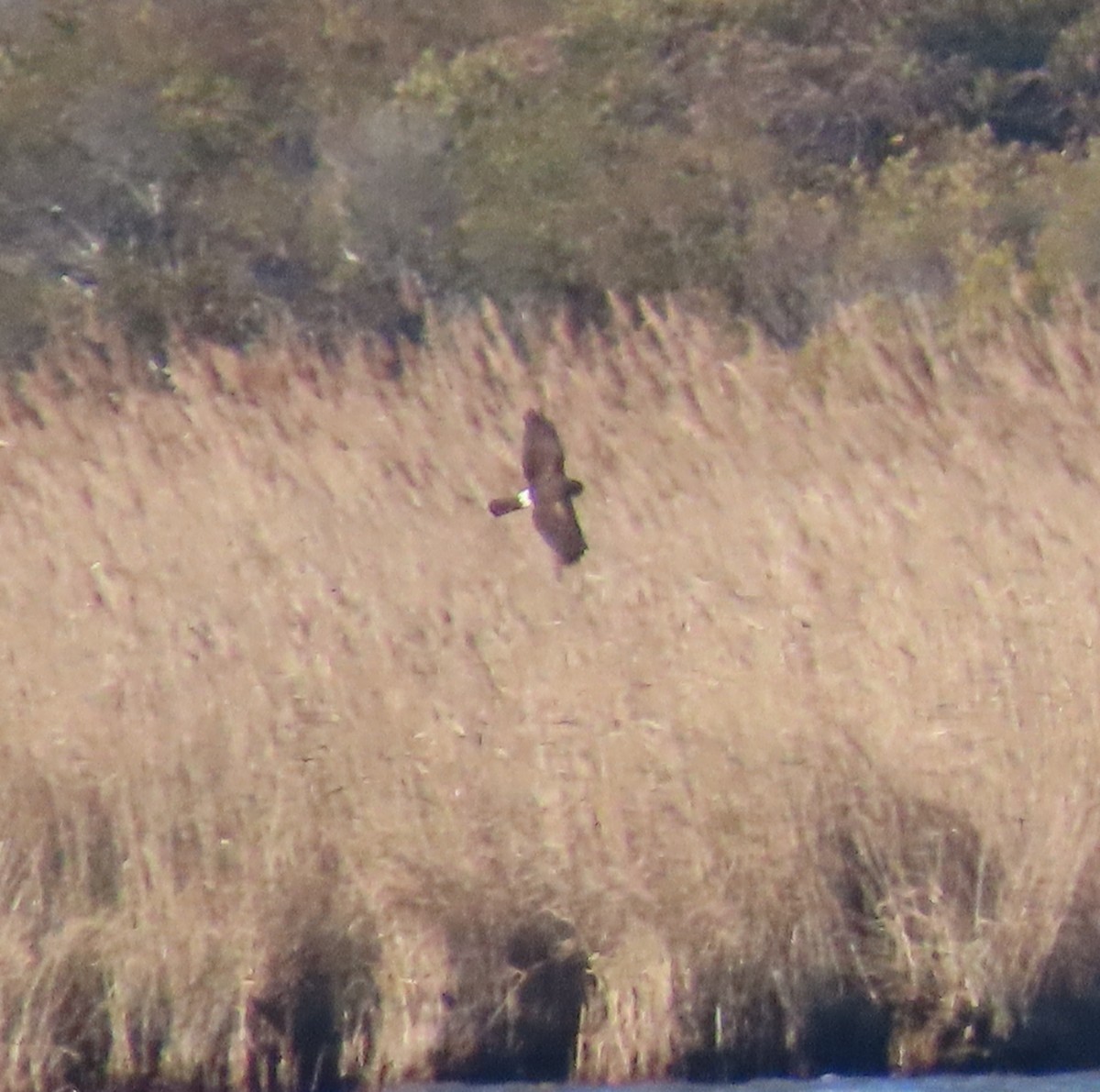 アメリカハイイロチュウヒ - ML647409703