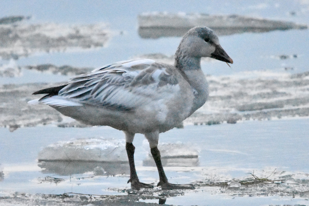 husa sněžní - ML647409710