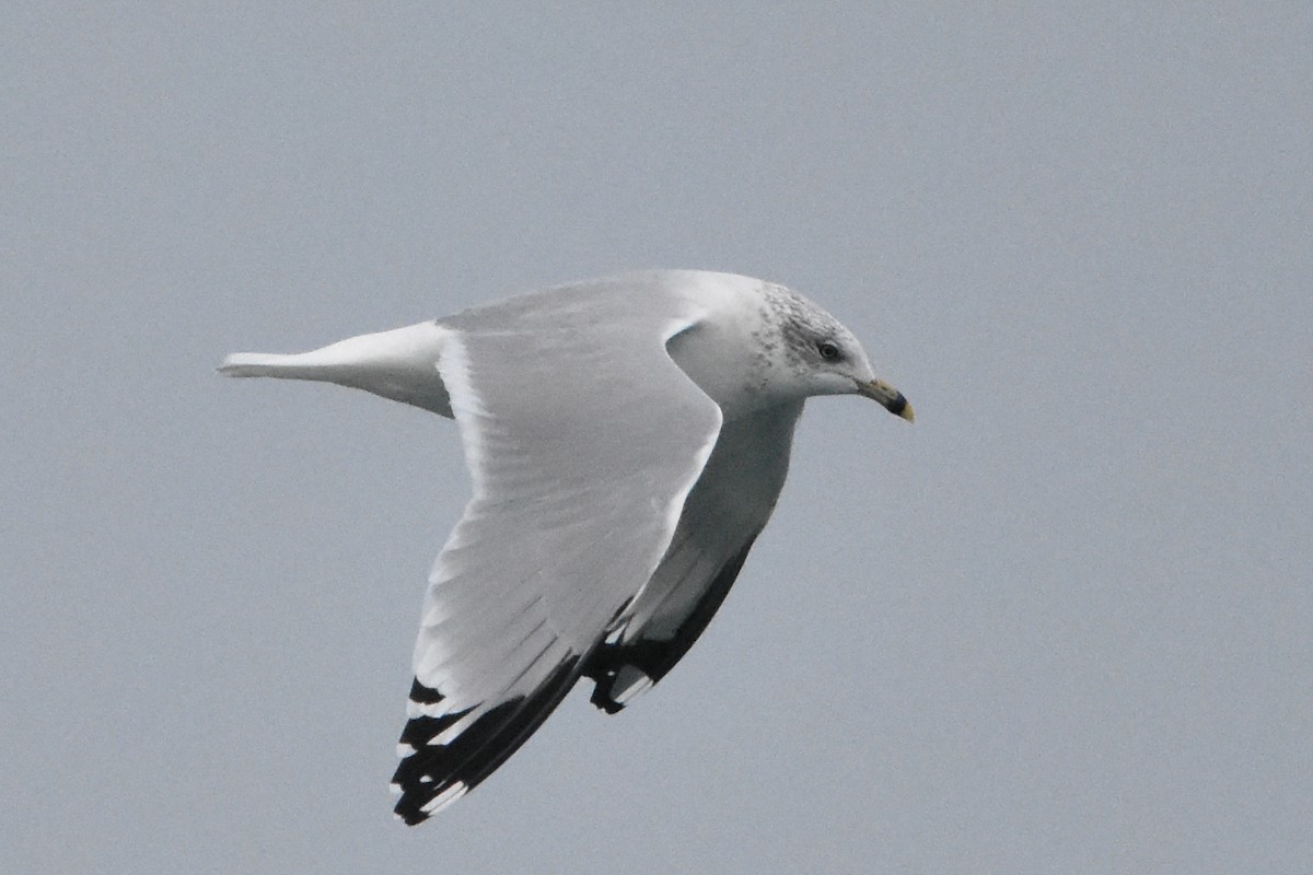 racek kroužkozobý - ML647409717