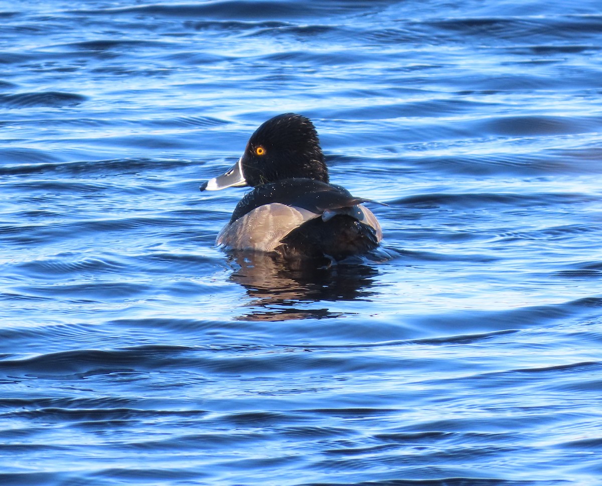 クビワキンクロ - ML647409719