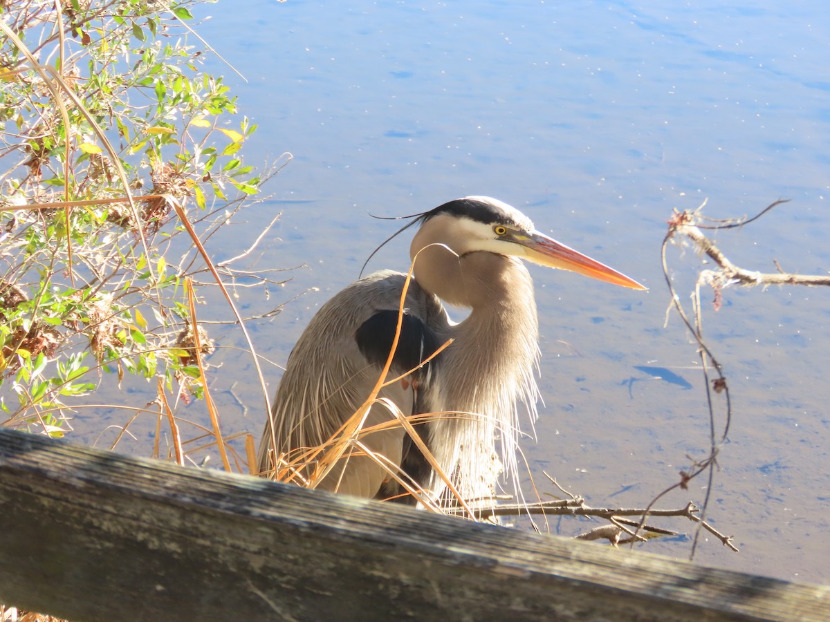 オオアオサギ - ML647409731