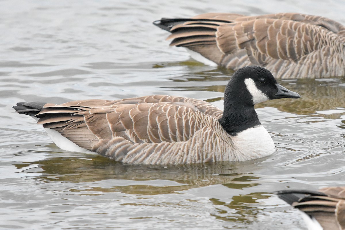 berneška velká - ML647409734