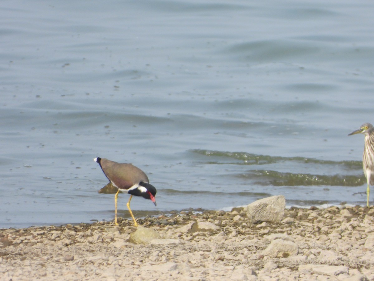 Büyük Kızkuşu - ML647409736