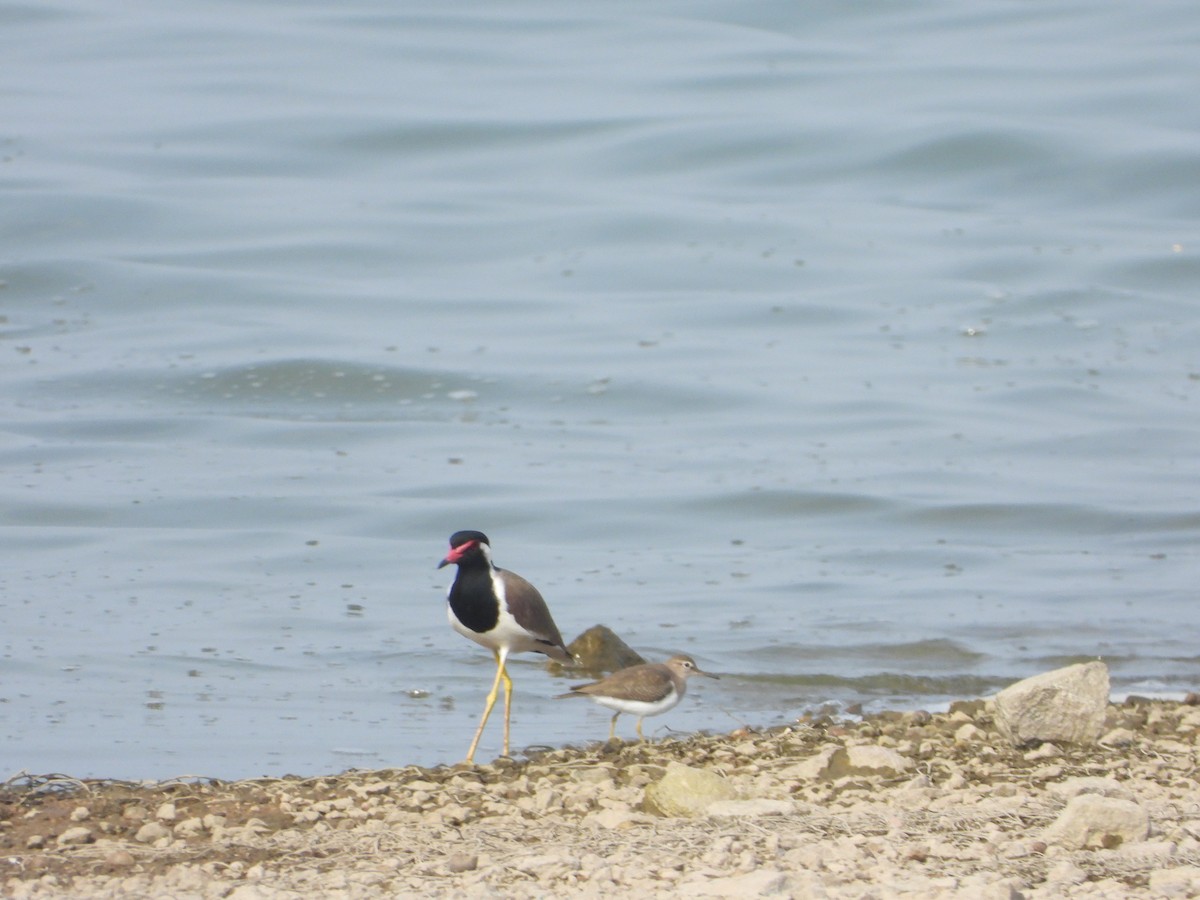 Büyük Kızkuşu - ML647409737