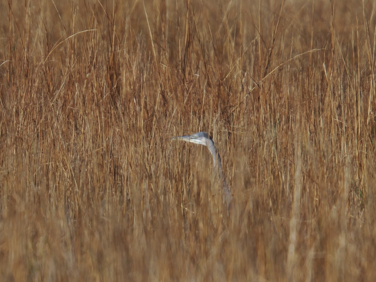 オオアオサギ - ML647409740