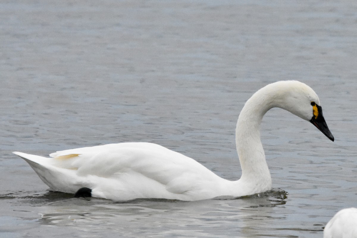 labuť malá - ML647409743