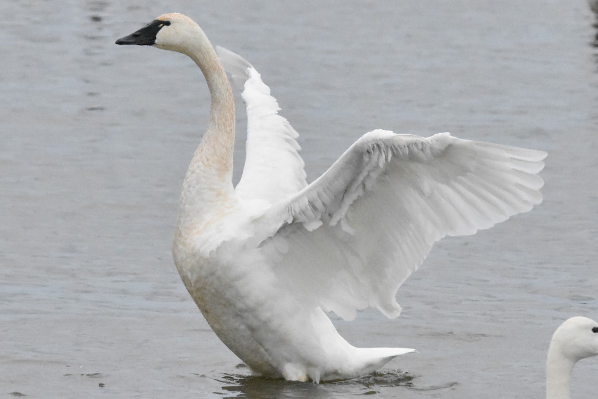 labuť malá - ML647409744