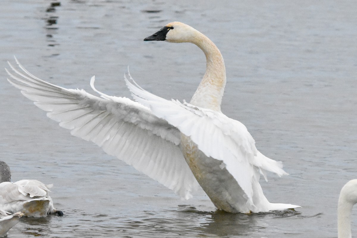 labuť malá - ML647409745