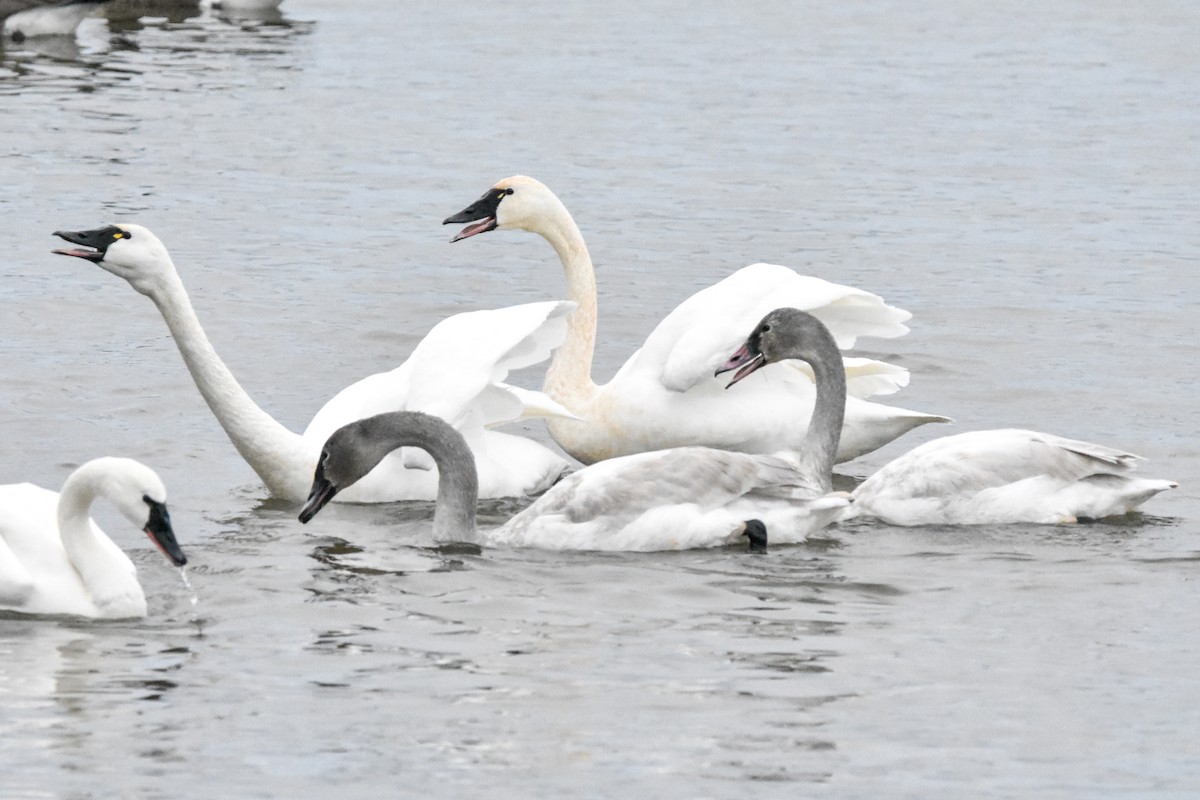 labuť malá - ML647409746