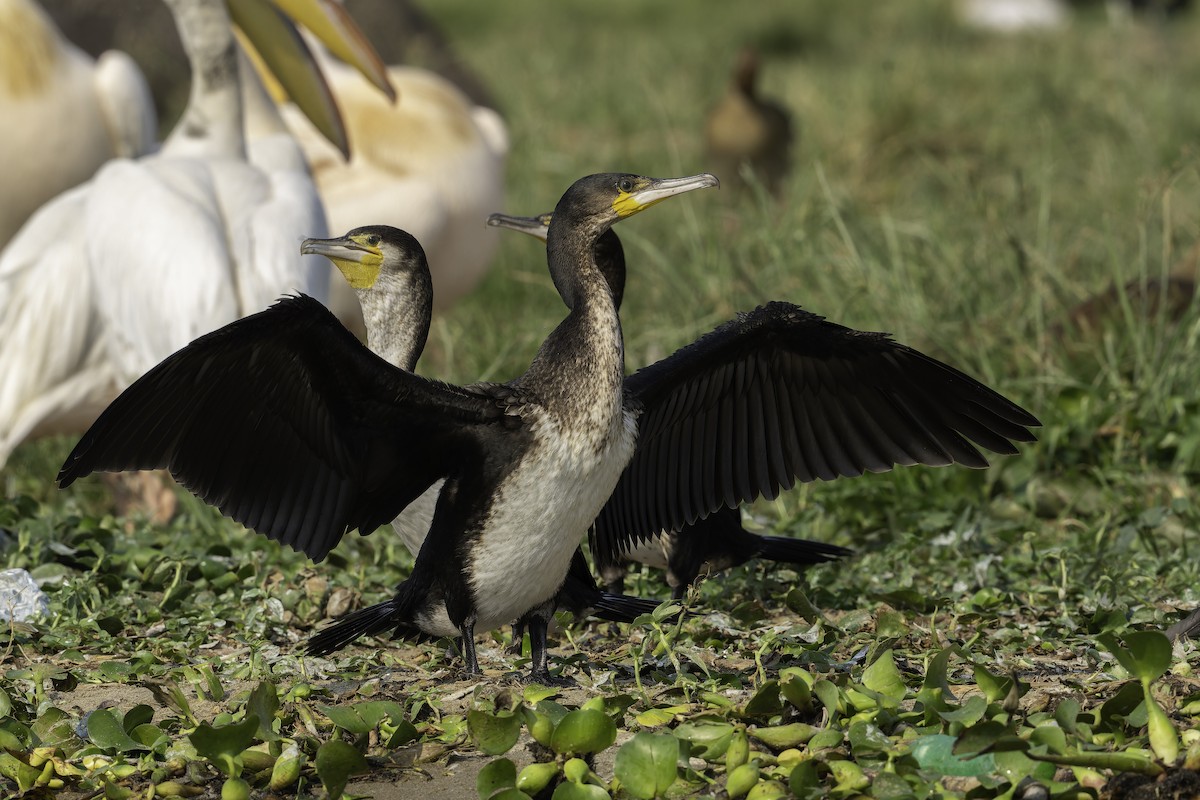 storskarv (lucidus) (hvitbrystskarv) - ML647409753