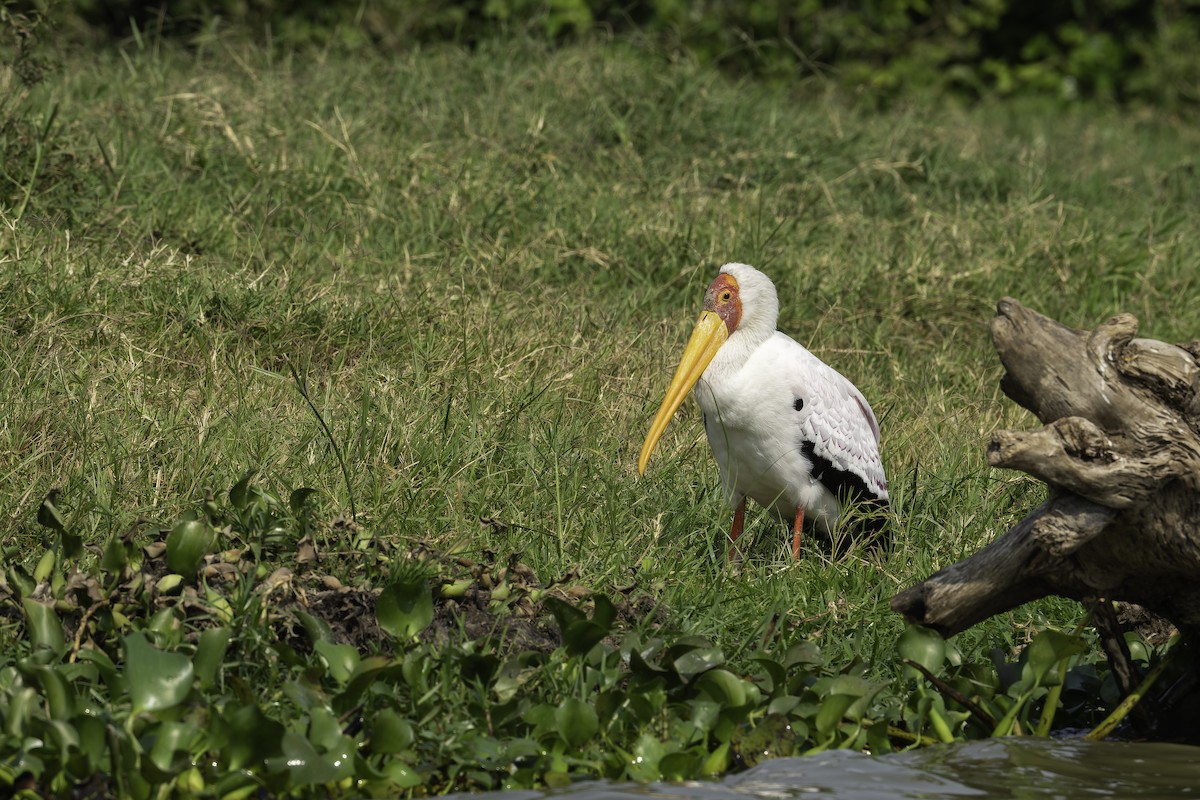 Yellow-billed Stork - ML647409761